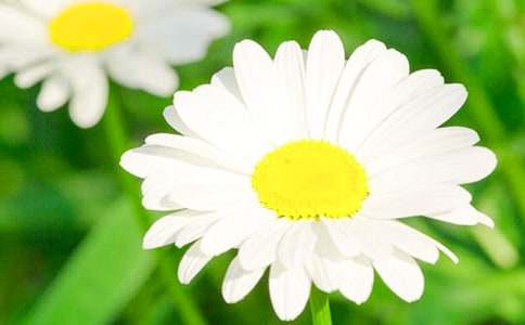 我菊花作文(精選76篇)